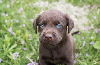 Labrador Retriever Dogs for adoption in Provo, UT, USA