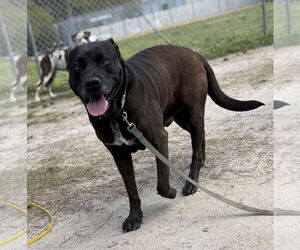 Mutt Dogs for adoption in Virginia Beach, VA, USA