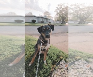 Catahoula Leopard Dog-German Shepherd Dog Mix Dogs for adoption in Columbus, IN, USA