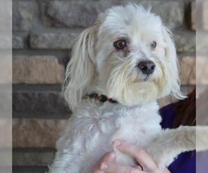Maltese Dogs for adoption in Claremore, OK, USA