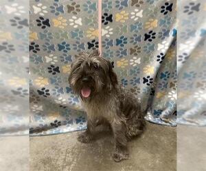 Miniature Schnauzer-Unknown Mix Dogs for adoption in Rosenberg, TX, USA