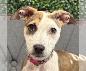 Mutt Dogs for adoption in Jefferson, WI, USA