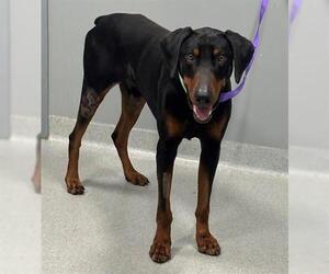 Doberman Pinscher Dogs for adoption in San Martin, CA, USA