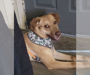 Labrador Retriever-Unknown Mix Dogs for adoption in Boston, MA, USA