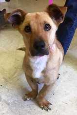 Pembroke Welsh Corgi Dogs for adoption in Boston, MA, USA