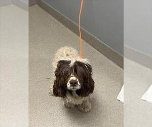 Cocker Spaniel-Unknown Mix Dogs for adoption in Las Vegas, NV, USA