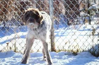 German Wirehaired Pointer Dogs for adoption in Ashland, WI, USA