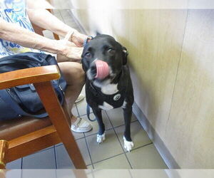 Labrador Retriever Dogs for adoption in Ocala, FL, USA