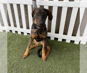 Doberman Pinscher-German Shepherd Dog Mix Dogs for adoption in Modesto, CA, USA