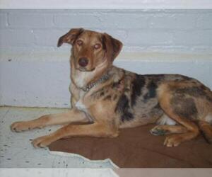 Sheprador Dogs for adoption in Bellbrook, OH, USA