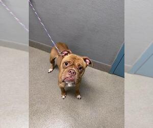Boxer-Unknown Mix Dogs for adoption in Las Vegas, NV, USA