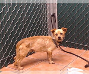 Mutt Dogs for adoption in Downey, CA, USA