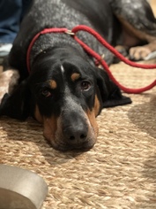 Bluetick Coonhound Dogs for adoption in Denton, TX, USA
