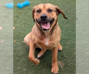 Mutt Dogs for adoption in Rockwall, TX, USA
