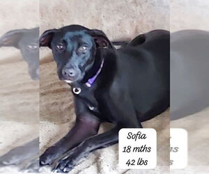 Mutt Dogs for adoption in Virginia Beach, VA, USA