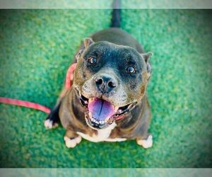 Staffordshire Bull Terrier Dogs for adoption in Orlando, FL, USA