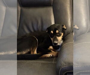 Mutt Dogs for adoption in garner, NC, USA