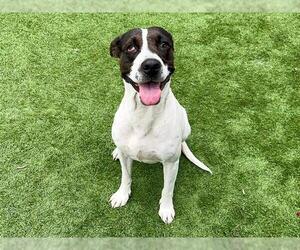 Pointer-Unknown Mix Dogs for adoption in Orange, CA, USA