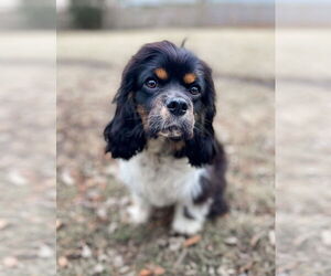 Cocker Spaniel Dogs for adoption in Wheaton, IL, USA