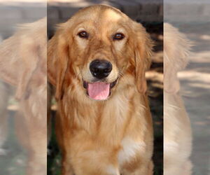 Golden Retriever Dogs for adoption in Glendale , AZ, USA