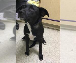 Labrador Retriever-Unknown Mix Dogs for adoption in Riverside, CA, USA