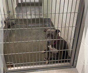 American Pit Bull Terrier Dogs for adoption in Upland, CA, USA