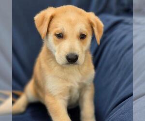 Labrador Retriever-Unknown Mix Dogs for adoption in San Diego, CA, USA