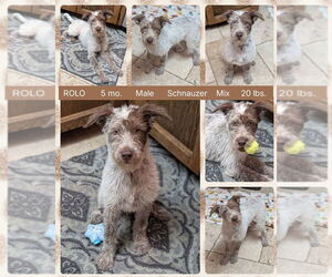 Mutt Dogs for adoption in Mesa, AZ, USA