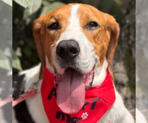 Treeing Walker Coonhound Dogs for adoption in Canton, CT, USA