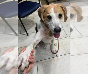 English Foxhound Dogs for adoption in Rowayton, CT, USA