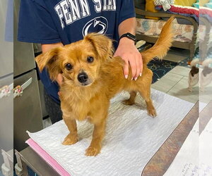 Chihuahua-Unknown Mix Dogs for adoption in Benton, LA, USA