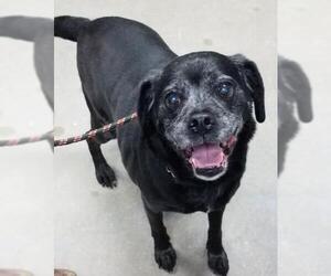 Puggle Dogs for adoption in Newfoundland, PA, USA