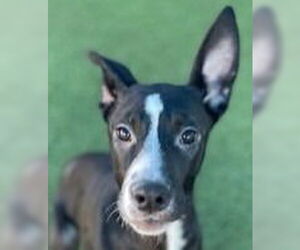 Mutt Dogs for adoption in Canton, CT, USA