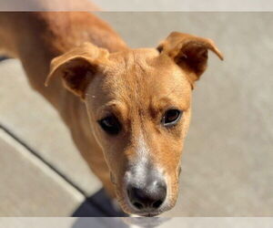 Medium Photo #1 Labrador Retriever-Unknown Mix Puppy For Sale in Tulsa, OK, USA