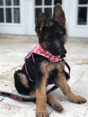 German Shepherd Dog Dogs for adoption in west Palm Beach, FL, USA