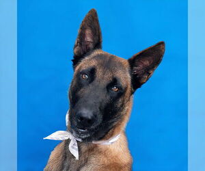 Mutt Dogs for adoption in Pasadena, CA, USA