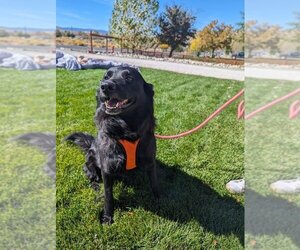 Borador Dogs for adoption in Incline Village, NV, USA