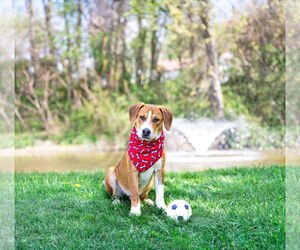 Labrador Retriever-Unknown Mix Dogs for adoption in Unionville, PA, USA