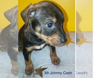 Miniature Pinscher-Unknown Mix Dogs for adoption in Nashville, TN, USA