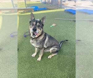 German Shepherd Dog-Unknown Mix Dogs for adoption in Pasadena, TX, USA