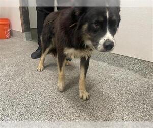 Border Collie Dogs for adoption in Houston, TX, USA