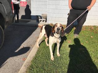 Treeing Walker Coonhound Dogs for adoption in Beckley, WV, USA