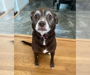 Chihuahua-Unknown Mix Dogs for adoption in  Ramona, CA, USA