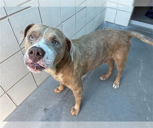 American Pit Bull Terrier-Unknown Mix Dogs for adoption in Corpus Christi, TX, USA