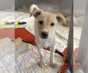 Mutt Dogs for adoption in Bemidji, MN, USA
