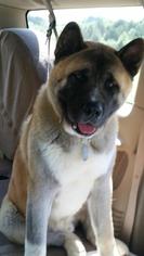 Medium Photo #1 Akita Puppy For Sale in Woodbridge, VA, USA