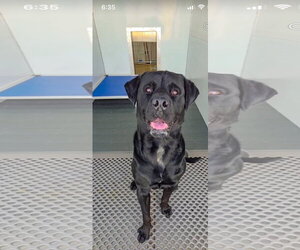 Labrador Retriever-Unknown Mix Dogs for adoption in San Diego, CA, USA