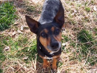Miniature Pinscher Dogs for adoption in Westminster, MD, USA