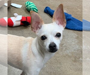 Chihuahua-Unknown Mix Dogs for adoption in Canton, CT, USA