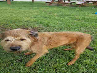 Border Terrier Dogs for adoption in Rosenberg, TX, USA